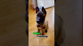 ❌❌❌Belgian Malinois training dog malinois becgiegermanshepherd dogtraining pets dog [upl. by Ecinert162]