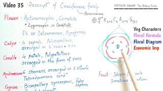 Cruciferae Family  Brassicaceae Family  Floral Formula and Floral Diagram of Cruciferae Family [upl. by Nilats]