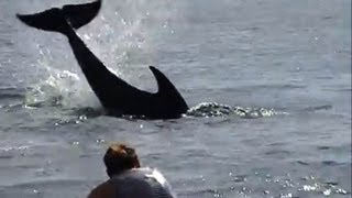 Angry dolphin caught attacking people [upl. by Aznarepse]