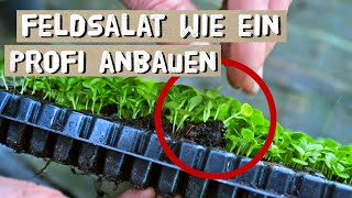 Feldsalat erfolgreich anbauen  Tipps vom Gärtner  Feldsalat im November anbauen  Fehler vermeiden [upl. by Entirb631]