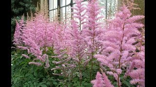 How to Grow Astilbe [upl. by Britney]