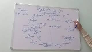 Polysiphonia Life Cycle BSc Part I Dr Vinod Kumari [upl. by Atnuahc]