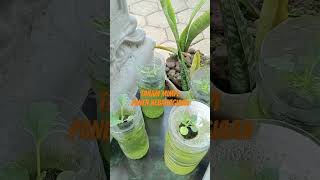 Menanam sayuran di teras rumahgarden hobiberkebun httpslynkidevysetyorini [upl. by Bloem]