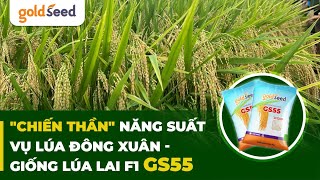 quotChiến thầnquot năng suất cho vụ lúa đông xuân  Giống lúa lai F1 GS55 [upl. by Nahpos531]