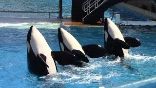 One Ocean Full Show  SeaWorld San Diego  June 23 2014 [upl. by Lichter388]