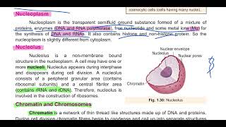 Nucleus Nuclear Envelope Nucleoplasm Nucleoli and Chrmatin Chromatin and Chromosomes [upl. by Malvin]