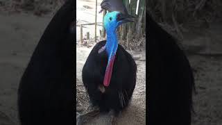 Cassowary Bird React 🙀 [upl. by Gilmer]