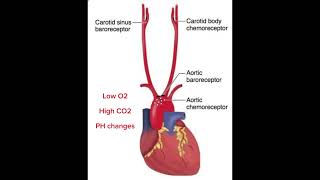 Breathing inhalation exhalation  chemoreceptors [upl. by Diver]