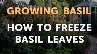 How to Freeze Basil Leaves [upl. by Yrallih941]