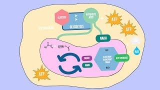 CELLULAR RESPIRATION SONG  Science Music Video [upl. by King]