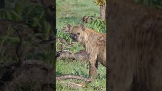 Hermaphrodite Hyenas facts Hyena amazing [upl. by Anaizit510]