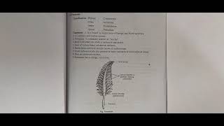 PENNATULA COELENTERATA ZOOLOGY PRACTICAL COMPLETE EXPLANATION IN BOTH ENGLISH AND HINDI [upl. by Haek]