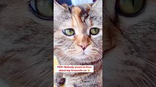 Funniest cat meme compilation 1M views [upl. by Victoir]