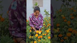 Mariegold flowers harvesting బంతిపువ్వులు mariegold mygarden gardening shortvideo flowers [upl. by Aicerg]