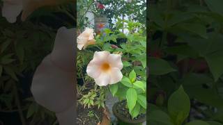 Allamanda Flower Plant Care Grow Stunning Yellow Blooms shorts youtubeshorts garden flowers [upl. by Gosnell]