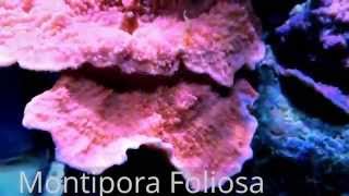 AMAZING Montipora SPS Foliosa Red NANO REEF [upl. by Ttenneb]