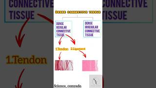 19 Dense connective tissue amp its type ligamentamptendonbiology upsc ssc neet ligament tendon [upl. by Areis904]