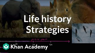 Organism life history and fecundity  Ecology  Khan Academy [upl. by Ardnatal]