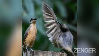 Randy Bird Performs Elaborate Mating Dance For Unimpressed Female That Promptly Flies Away [upl. by Uhayile]