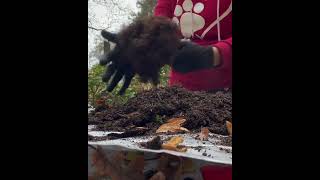 How to overwinter Begonia Tubers highlights highlightseveryone [upl. by Melisse]