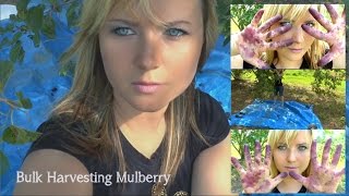 Easy Bulk Mulberry Harvesting [upl. by Melissa620]