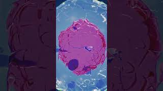 In vitro fertilization IVF animation medicalanimation ivf medstudent [upl. by Pietro]