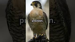 The Shocking Truth About The Peregrine Falcon [upl. by Laohcin]