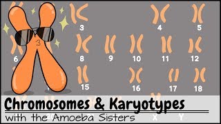 Chromosomes and Karyotypes [upl. by Krahmer]