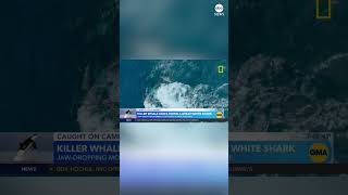 Orca takes down great white shark on camera [upl. by Annoiek]