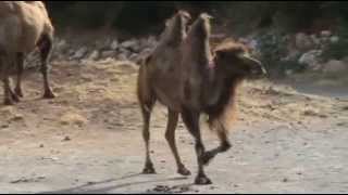 Bactrian camel [upl. by Vyky424]