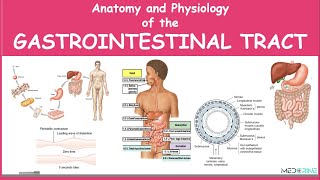 Anatomy and Physiology of the Gastrointestinal Tract Simplified [upl. by Enairb370]