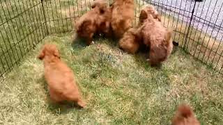 Miniature Labradoodle Puppies For Sale [upl. by Wallas206]