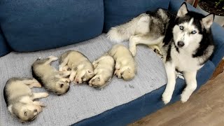 The Cutest Husky Puppies My Dogs are Fleeing From Puppies [upl. by Arabeila]