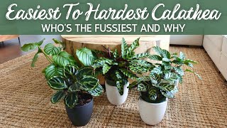 Hard to Easy Calathea  Whos the Fussiest and Why [upl. by Changaris]