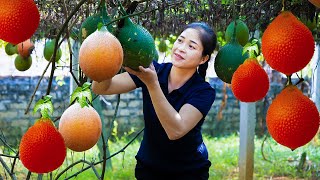 Harvest Gac Fruit Goes To Market Sell  Gardening And Cooking  Lý Tiểu Vân [upl. by Nester70]