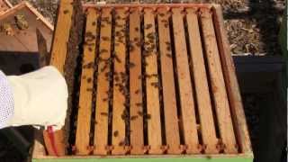 Drones and messy burr comb  Bee Vlog 84  Mar 30 2013 [upl. by Annunciata]