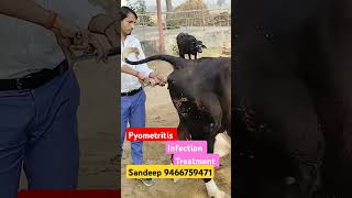 Metritis treatment trending cow viralvideo animals shorts shortvideo 👋🐪💉🦬🏥👍 [upl. by Lin138]