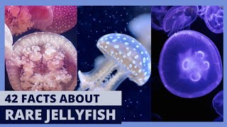 Exploring the Mysterious World of Rhizostomae Jellyfish [upl. by Bellaude523]