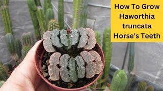 How to Grow Haworthia truncata Horses teeth Succulent cactusandsucculents [upl. by Etnaik]