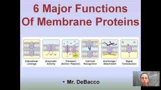 Cell or Plasma Membrane  Structure  Function amp Transport🧬 [upl. by Kean]