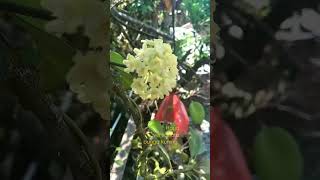 Hoya verticillata bunga kuning termasuk jenis yg susah di temukan [upl. by Ahtaga]