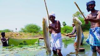 Fish Catching and Cooking  Viral Meen Kulambu  Snakehead Murrel Fish Curry Recipe  Village Food [upl. by Sandor254]