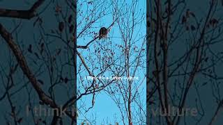 Turkey vulture perched high in a tree nature outdoors birds [upl. by Elinet]