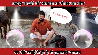 छोटे कटड़ा कटड़ी को अफारा या गोबर का बांध Gill Sahab farming Calf ko kabji gobar ka bandh [upl. by Ytinirt14]