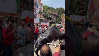 Bull lefting😱sadar2024 sadarsammelan ytshorts trending explore [upl. by Helbon882]