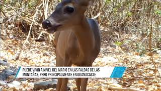 Animales en libertad Venado cola blanca en peligro de extinción [upl. by Aeresed]