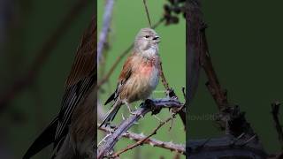 Linnet Bird Singing Wincent ugsWr bird nature wildlife [upl. by Mahon]