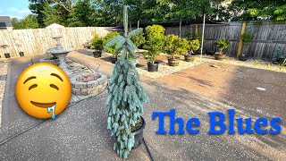 Picea Pungens The Blues Weeping Blue Spruce 🤩🤩🤩 [upl. by Dominick]