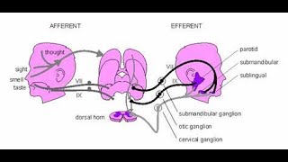 The unconditioned salivary reflex Unconditioned stimulus and unconditioned response [upl. by Nanine734]