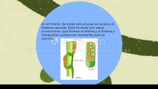 TEJIDOS NUTRICIÓN Y EXCRECIÓN VEGETAL [upl. by Esac]